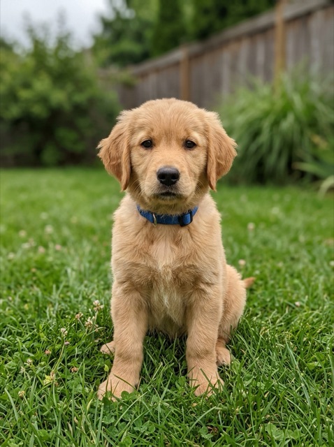 Sample photo: Puppy on the grass
